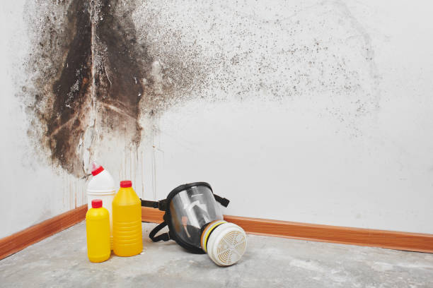Best Mold Testing  in Round Lake Park, IL