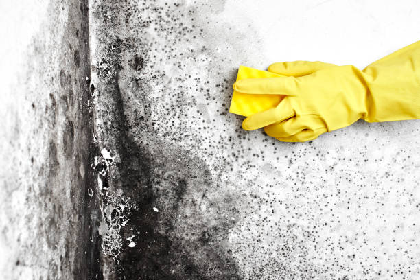 Mold Testing and Removal in Round Lake Park, IL