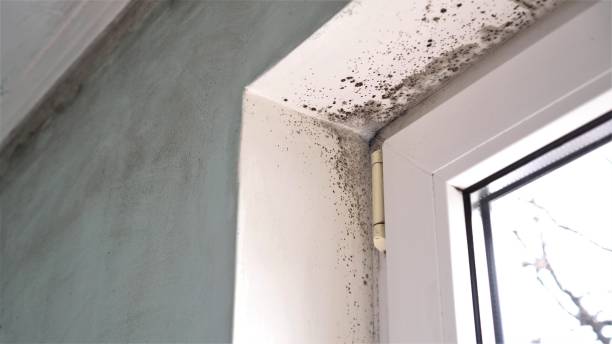 Certified Mold Removal in Round Lake Park, IL