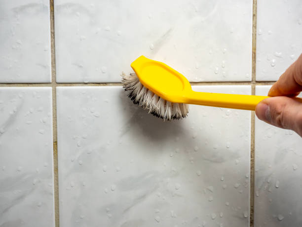 Best Emergency Mold Removal  in Round Lake Park, IL