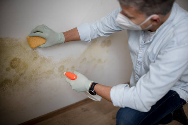 Best Professional Mold Removal  in Round Lake Park, IL