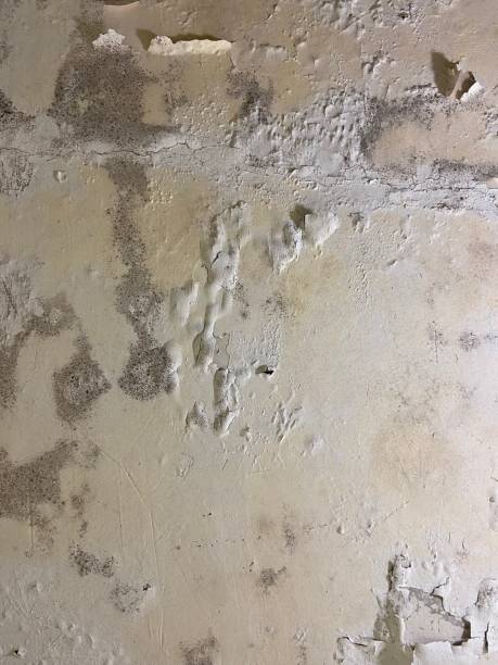 Best Mold Cleaning Services  in Round Lake Park, IL