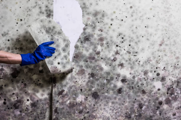 Best Residential Mold Removal  in Round Lake Park, IL